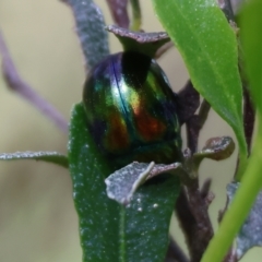 Callidemum hypochalceum (Hop-bush leaf beetle) at Wodonga, VIC - 6 Sep 2023 by KylieWaldon