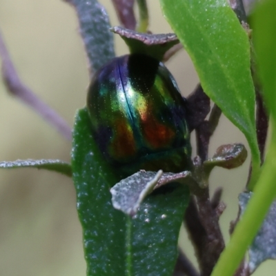 Callidemum hypochalceum (Hop-bush leaf beetle) at Wodonga, VIC - 6 Sep 2023 by KylieWaldon