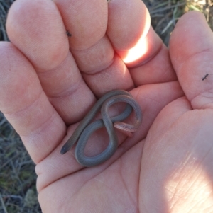 Aprasia parapulchella at Stromlo, ACT - suppressed