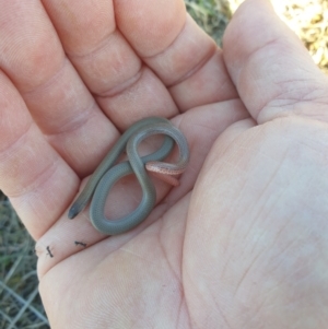 Aprasia parapulchella at Stromlo, ACT - suppressed