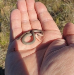 Aprasia parapulchella at Stromlo, ACT - suppressed