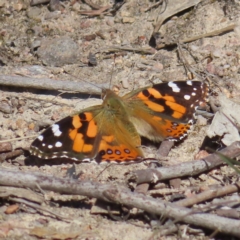 Vanessa kershawi (Australian Painted Lady) at Tuggeranong, ACT - 6 Sep 2023 by MatthewFrawley