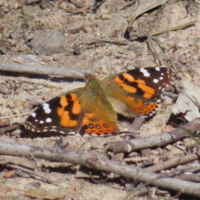 Vanessa kershawi (Australian Painted Lady) at Tuggeranong, ACT - 6 Sep 2023 by MatthewFrawley