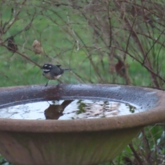 Rhipidura albiscapa (Grey Fantail) at Braidwood, NSW - 6 Sep 2023 by MatthewFrawley