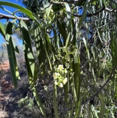 Geijera parviflora (Wilga) at Gunderbooka, NSW - 27 Aug 2023 by SimoneC