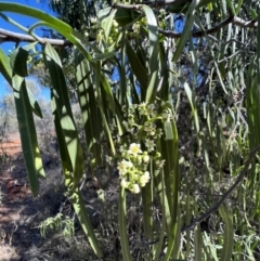 Geijera parviflora (Wilga) at Gunderbooka, NSW - 28 Aug 2023 by SimoneC