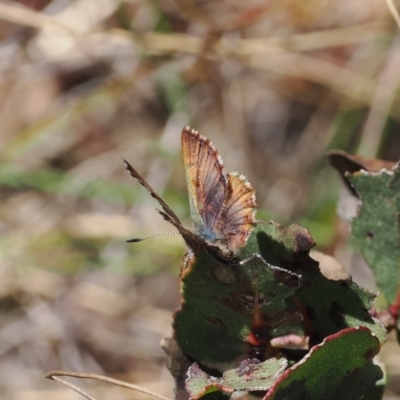 Paralucia spinifera (Bathurst or Purple Copper Butterfly) at Rendezvous Creek, ACT - 6 Sep 2023 by RAllen