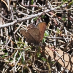 Paralucia spinifera (Bathurst or Purple Copper Butterfly) at Rendezvous Creek, ACT - 6 Sep 2023 by RAllen