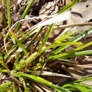 Carex breviculmis at Watson, ACT - 4 Sep 2023 10:18 AM