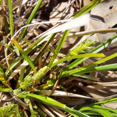 Carex breviculmis (Short-Stem Sedge) at Mount Majura - 4 Sep 2023 by abread111