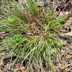 Carex breviculmis at Watson, ACT - 4 Sep 2023 10:18 AM