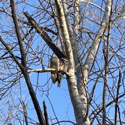 Podargus strigoides (Tawny Frogmouth) at Mount Ainslie to Black Mountain - 3 Sep 2023 by BruceG