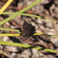 Paralucia crosbyi (Violet Copper Butterfly) at Rendezvous Creek, ACT - 6 Sep 2023 by RAllen
