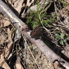 Paralucia crosbyi (Violet Copper Butterfly) at Rendezvous Creek, ACT - 6 Sep 2023 by RAllen