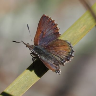 Paralucia spinifera (Bathurst or Purple Copper Butterfly) at suppressed - 6 Sep 2023 by RAllen