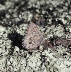 Paralucia spinifera (Bathurst or Purple Copper Butterfly) at Namadgi National Park - 6 Sep 2023 by RAllen