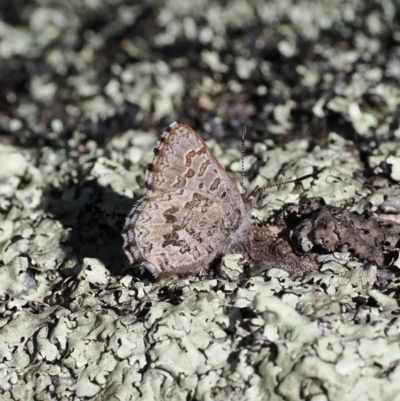 Paralucia crosbyi (Violet Copper Butterfly) by RAllen