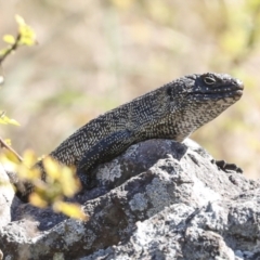 Egernia cunninghami (Cunningham's Skink) at Umbagong District Park - 4 Sep 2023 by AlisonMilton