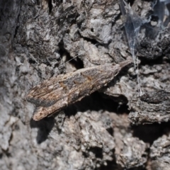 Carposina (genus) (A Fruitworm moth) at Namadgi National Park - 6 Sep 2023 by RAllen
