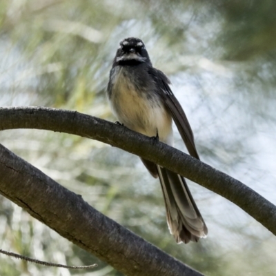Rhipidura albiscapa (Grey Fantail) at Umbagong District Park - 4 Sep 2023 by AlisonMilton