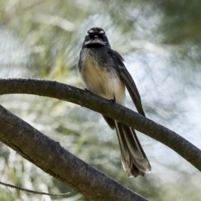 Rhipidura albiscapa (Grey Fantail) at Latham, ACT - 4 Sep 2023 by AlisonMilton