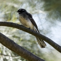 Rhipidura albiscapa at Latham, ACT - 4 Sep 2023