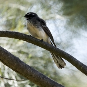 Rhipidura albiscapa at Latham, ACT - 4 Sep 2023