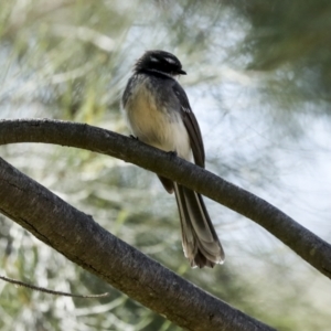 Rhipidura albiscapa at Latham, ACT - 4 Sep 2023