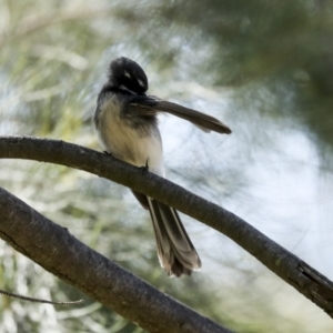 Rhipidura albiscapa at Latham, ACT - 4 Sep 2023