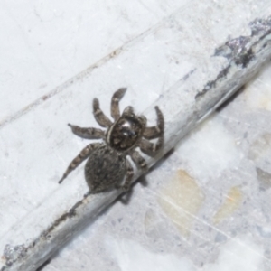 Maratus griseus at Macquarie, ACT - 2 Sep 2023