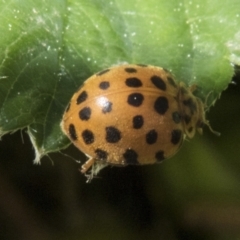 Epilachna sumbana (A Leaf-eating Ladybird) at Higgins, ACT - 30 Aug 2023 by AlisonMilton