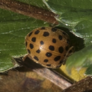 Epilachna sumbana at Higgins, ACT - 30 Aug 2023 10:58 AM