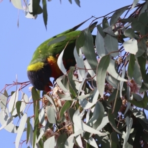 Trichoglossus moluccanus at Higgins, ACT - 30 Aug 2023 08:12 AM