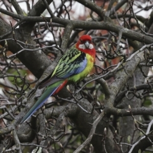 Platycercus eximius at Higgins, ACT - 30 Aug 2023