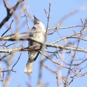 Philemon corniculatus at Higgins, ACT - 30 Aug 2023 08:34 AM