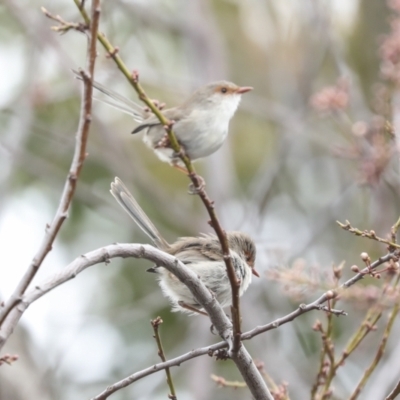 Malurus cyaneus (Superb Fairywren) at Higgins, ACT - 30 Aug 2023 by AlisonMilton