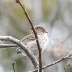 Malurus cyaneus at Higgins, ACT - 30 Aug 2023 01:12 PM