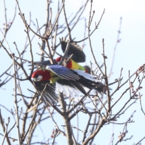 Platycercus eximius at Higgins, ACT - 30 Aug 2023