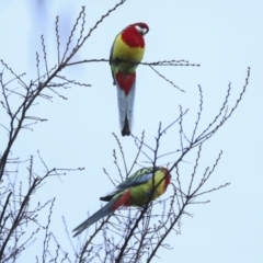 Platycercus eximius at Higgins, ACT - 30 Aug 2023