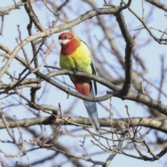 Platycercus eximius at Higgins, ACT - 30 Aug 2023 08:32 AM