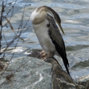 Anhinga novaehollandiae at Belconnen, ACT - 29 Aug 2023