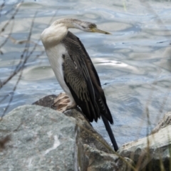 Anhinga novaehollandiae at Belconnen, ACT - 29 Aug 2023 11:15 AM