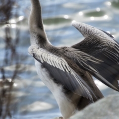 Anhinga novaehollandiae at Belconnen, ACT - 29 Aug 2023 11:15 AM