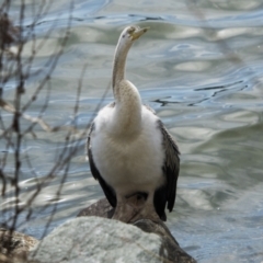 Anhinga novaehollandiae at Belconnen, ACT - 29 Aug 2023 11:15 AM