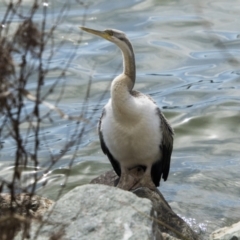 Anhinga novaehollandiae at Belconnen, ACT - 29 Aug 2023 11:15 AM