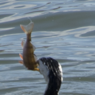 Perca fluviatilis (Redfin) at Belconnen, ACT - 29 Aug 2023 by AlisonMilton