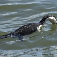 Microcarbo melanoleucos (Little Pied Cormorant) at Belconnen, ACT - 29 Aug 2023 by AlisonMilton