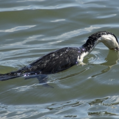 Microcarbo melanoleucos (Little Pied Cormorant) at Belconnen, ACT - 29 Aug 2023 by AlisonMilton