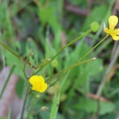 Ranunculus sp. (Buttercup) at Wodonga, VIC - 6 Sep 2023 by KylieWaldon