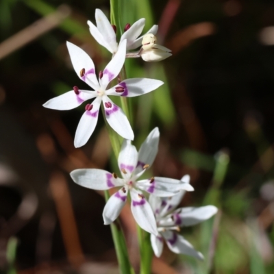 Wurmbea dioica subsp. dioica (Early Nancy) at Wodonga, VIC - 6 Sep 2023 by KylieWaldon